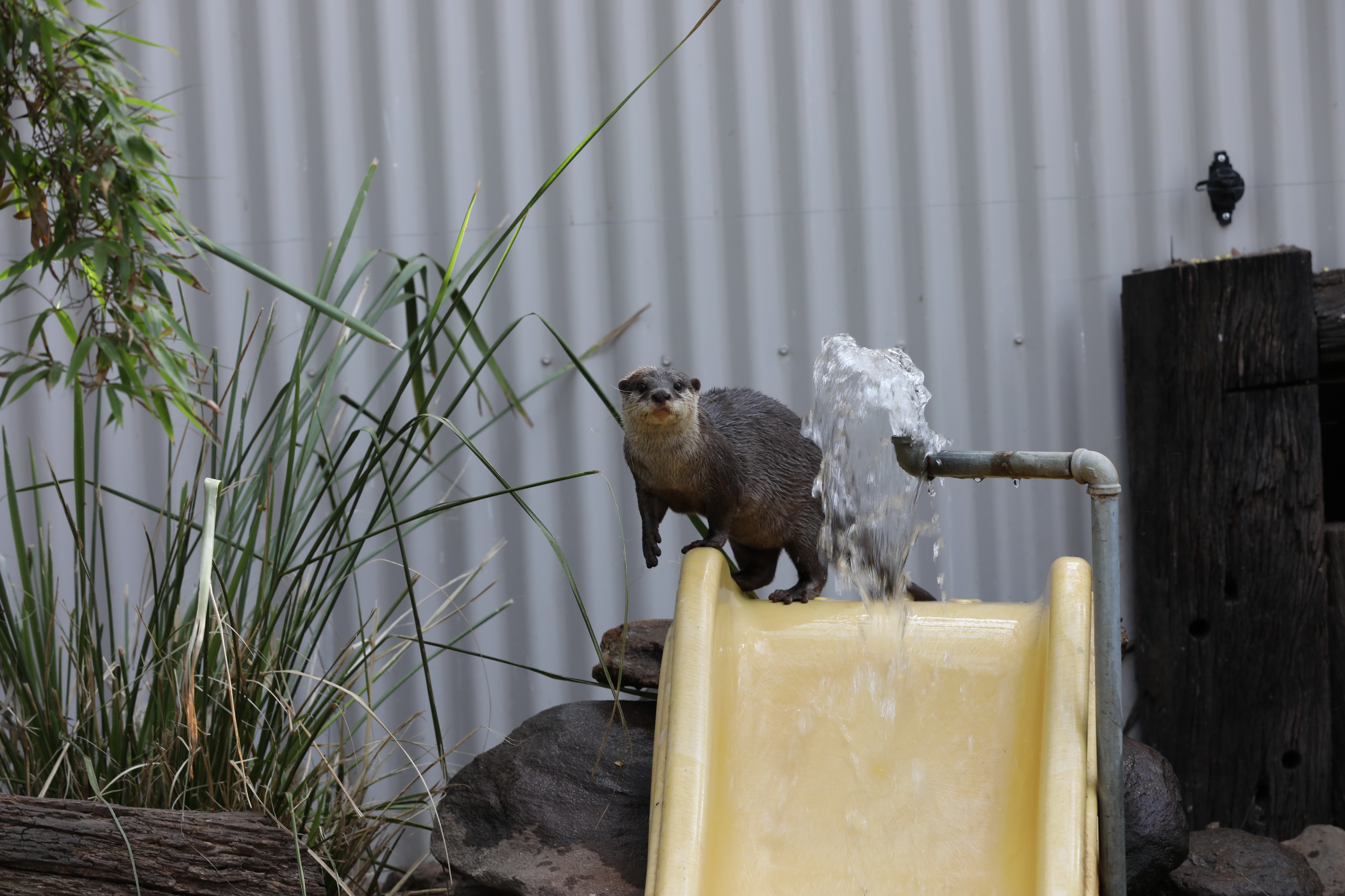 2019 11 22 16 45 11 Canon EOS 5D Mark IV 0038